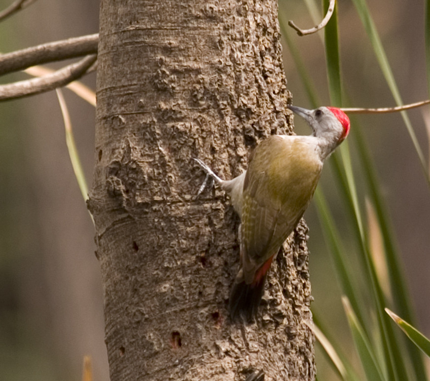 image African Grey Woodpecker